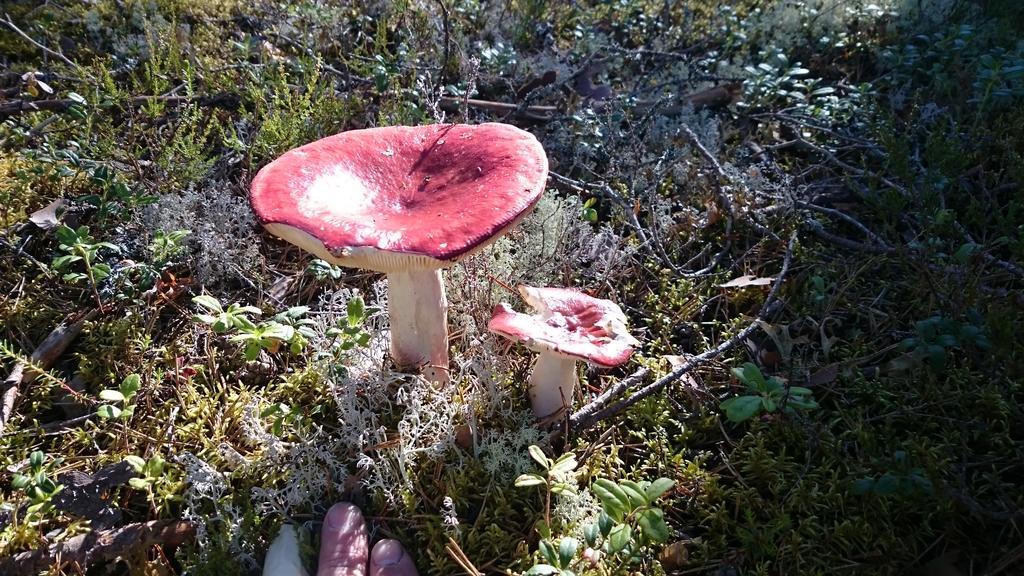 Vakantiehuis Lillstugan I Sverige Villa Gustavsstrom Eksteriør bilde